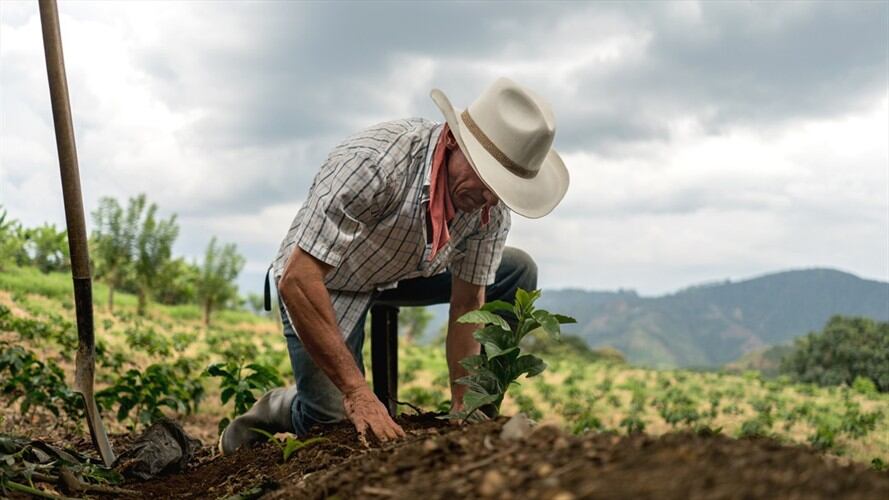 Se busca garantizar la venta de las cosechas de los campesinos y aportar a la seguridad alimentaria del país. Foto: Getty Images / ANDRESR