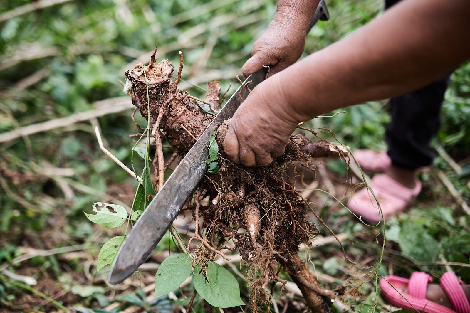 La producción agrícola es la principal fuente de ingreso en las familias rurales de Boyacá / Foto: Suministrada.