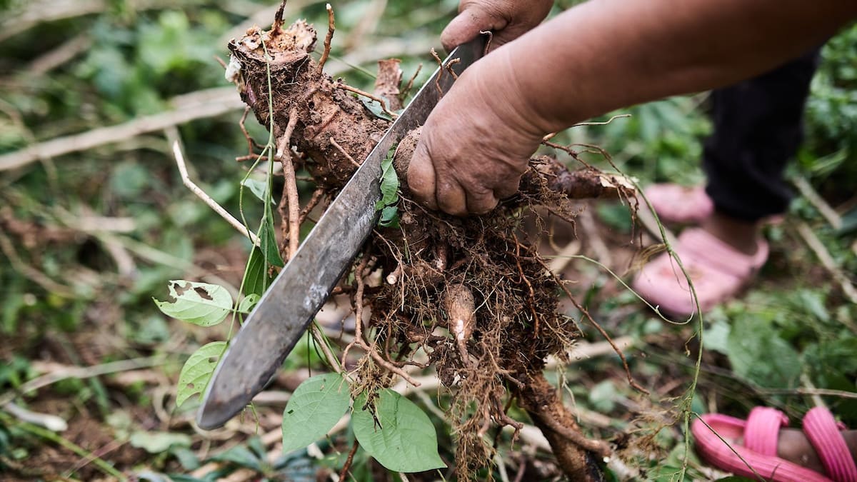 Producción agrícola de Boyacá aporta el 14,5% del Producto Interno Bruto (PIB)