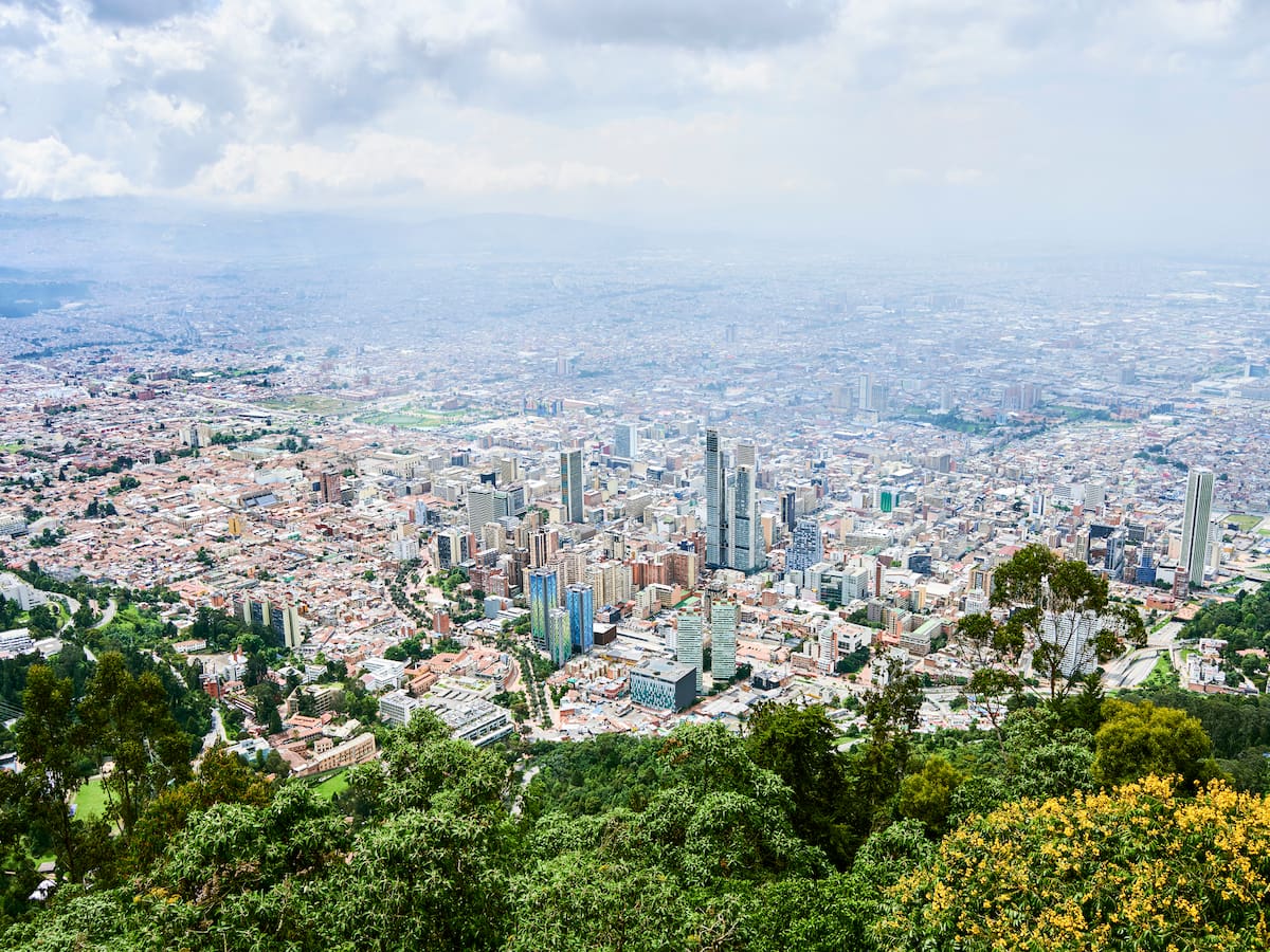 El famoso árbol que tiene las 5 vocales: Se encuentra fácil en parques y hogares bogotanos