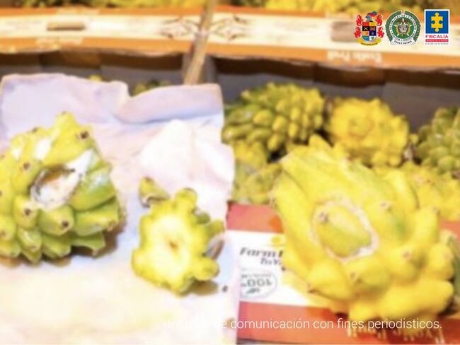 En Pitayas transportaban cocaína a China. Foto: Fiscalía General de la Nación