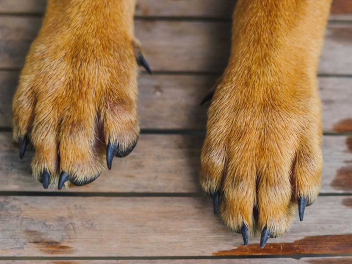 Imputan cargos contra hombre que habría envenenado a once perros en Sucre