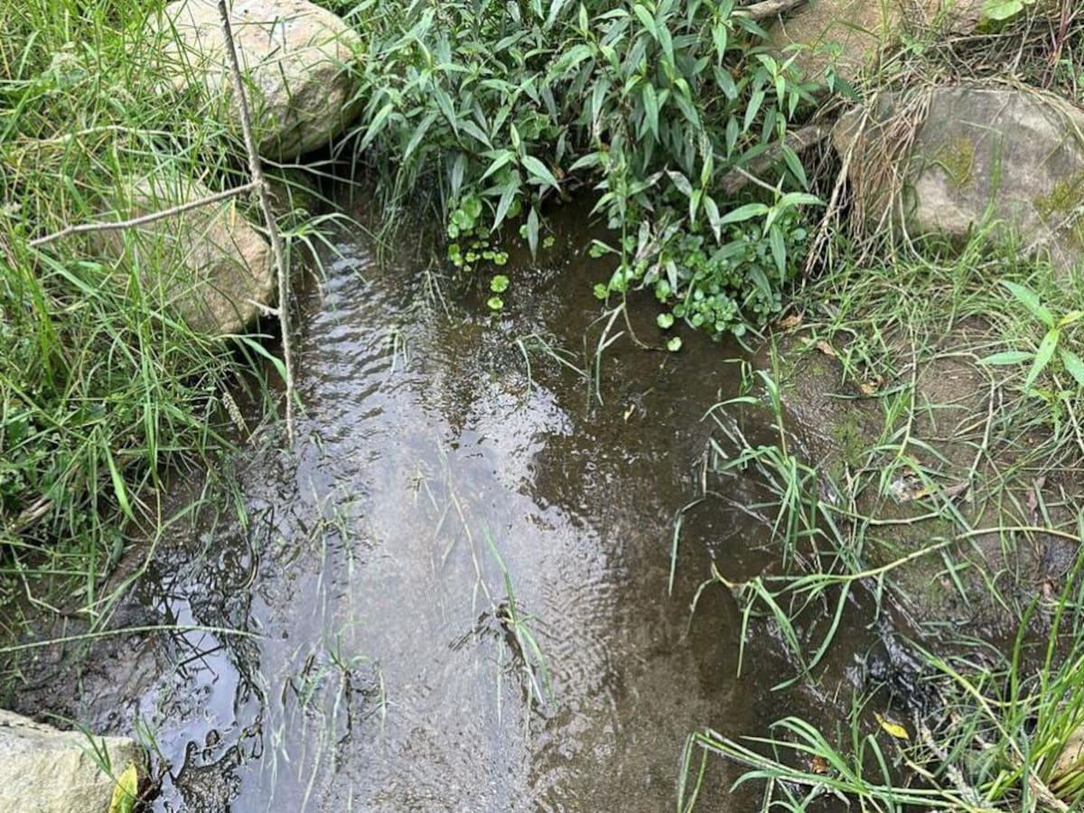 Autoridad ambiental encuentra presencia de cianuro en la quebrada Tesorito de Manizales