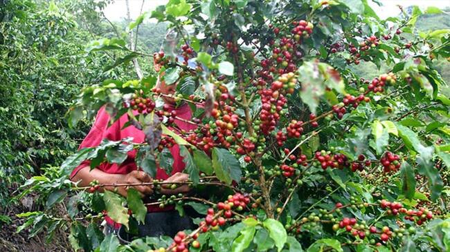 Producción de café de Colombia creció en junio. Foto: Colprensa