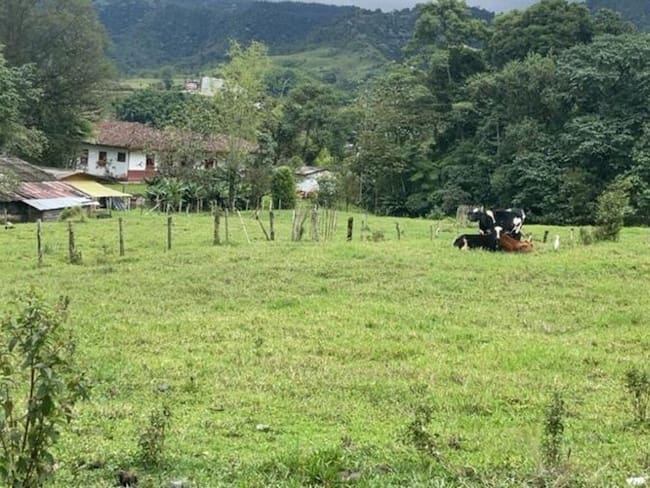 Caída masiva de moscas / Foto: Alcaldía de Pereira