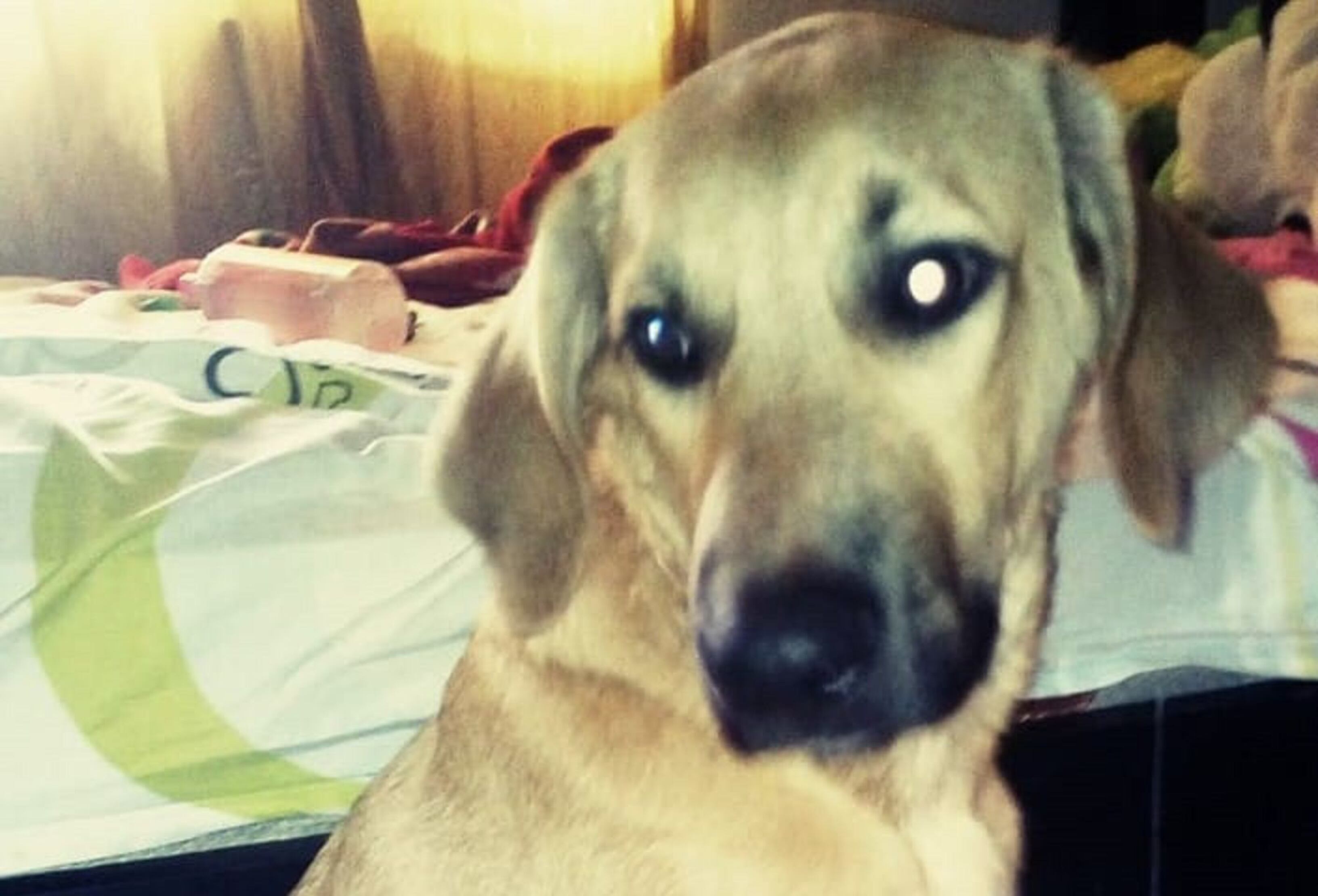 Killer, sin recibir un diagnóstico adecuado, fue llevado de regreso a su hogar y falleció | Foto: Cortesía