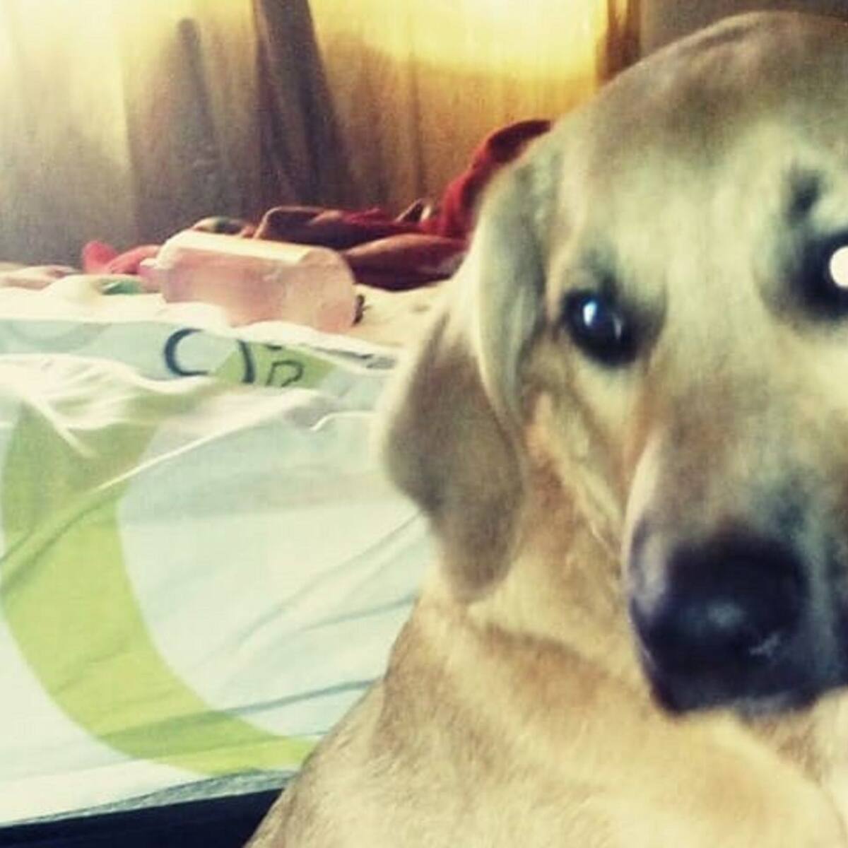 Perro murió sin recibir atención veterinaria en Centro de Bienestar Animal de Cali