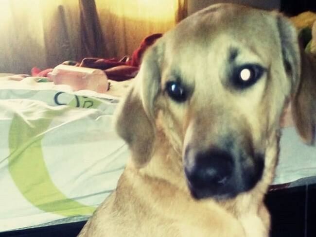 Killer, sin recibir un diagnóstico adecuado, fue llevado de regreso a su hogar y falleció | Foto: Cortesía