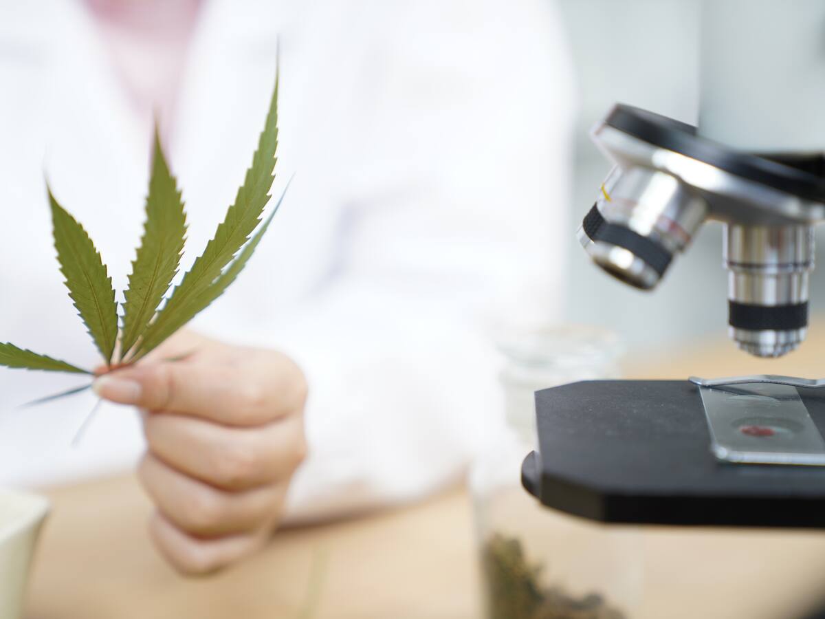 Con gomitas de cannabinoide, empresa colombiana Clever Leaves entra al mercado del consumo en EE. UU.