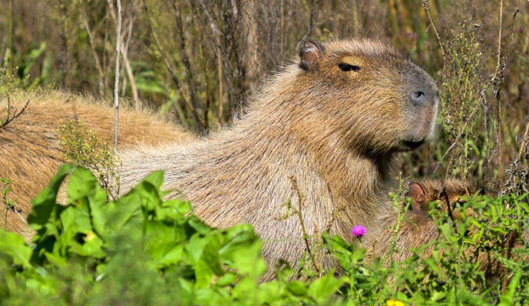 Chigüiros en Casanare. Foto: Getty Images.