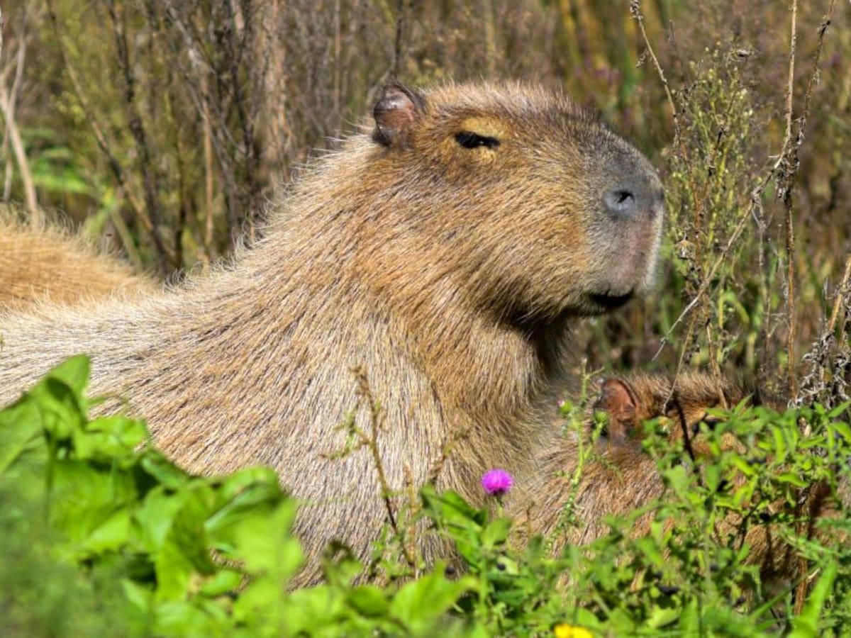Colombia reafirma la protección del chigüiro y descartó leyes que permitan su caza comercial