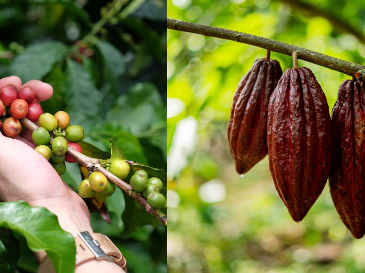 ¿Qué es la certificación halal y qué significa que Colombia la recibiera para café y cacao?