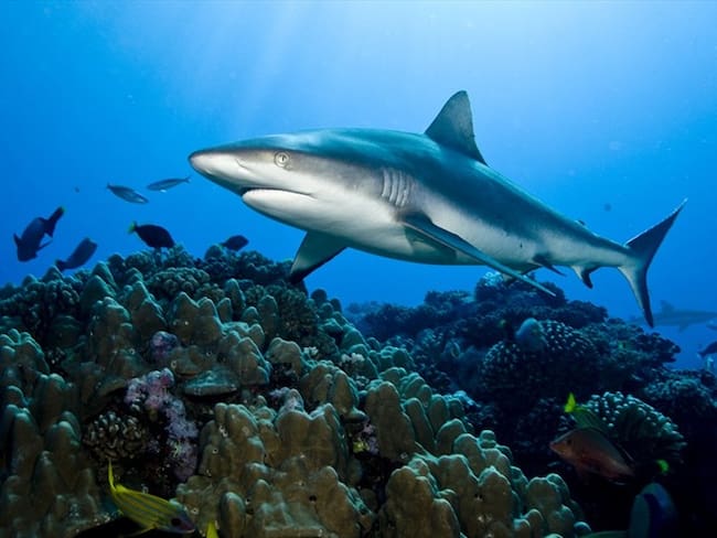 Investigación afirma que los arrecifes del mundo se están quedando sin tiburones