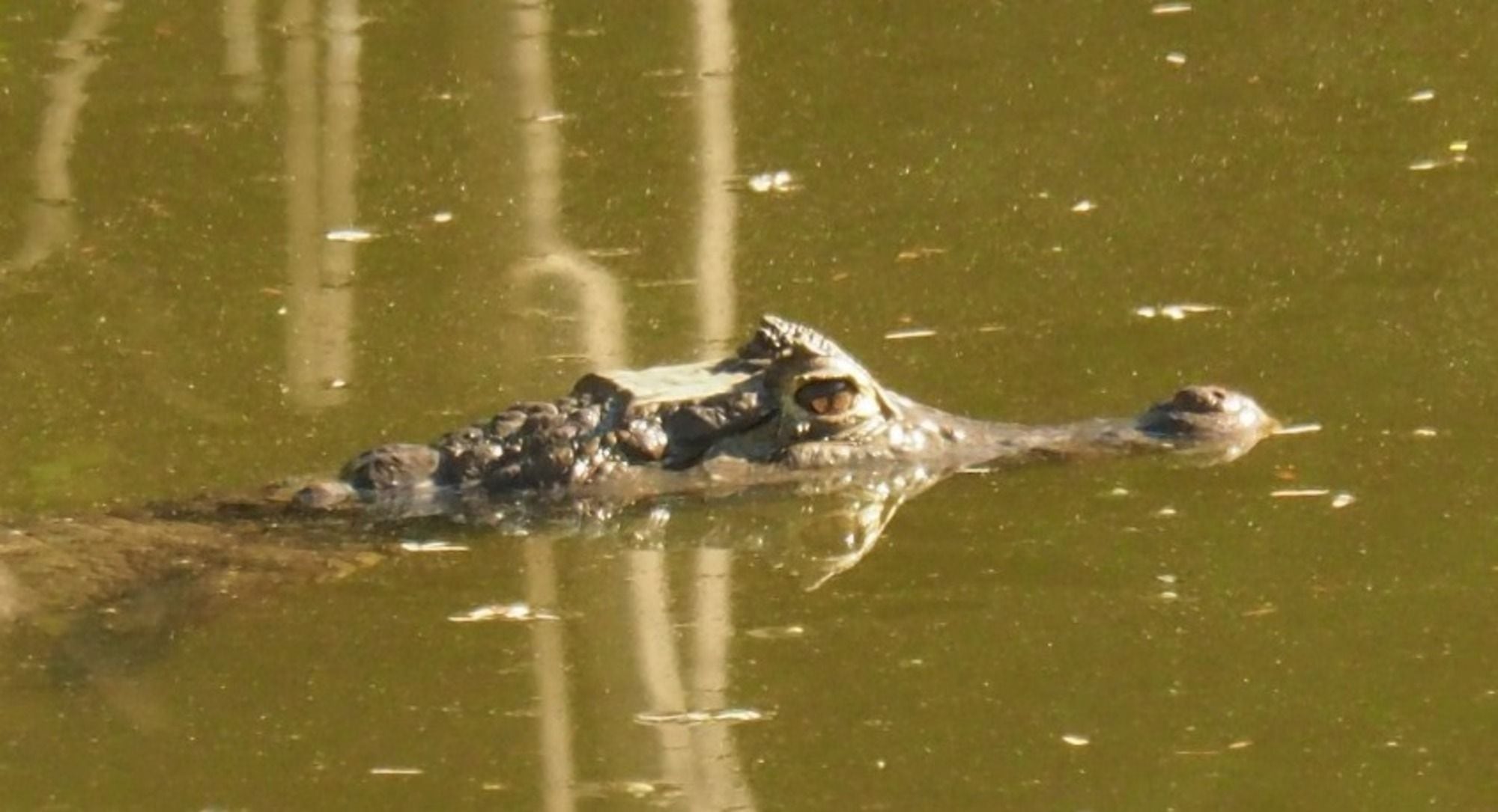 Imagen de referencia/ Corpamag