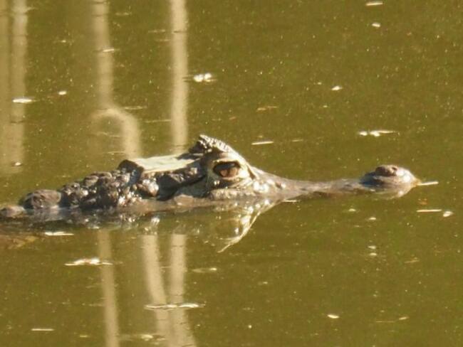 Imagen de referencia/ Corpamag