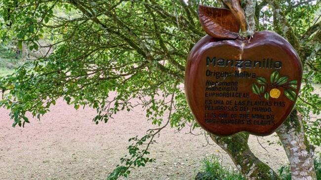 ¡Cuidado con el árbol!: No es un aviso común pero en este caso, necesario. Foto: BBC Mundo.