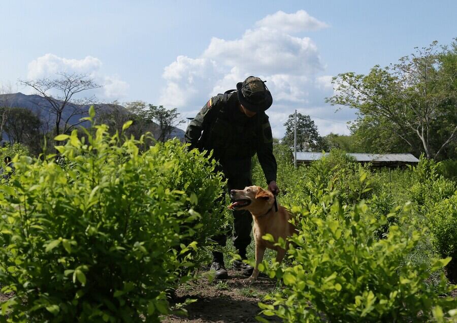 Imagen de referencia de cultivos ilícitos. Foto: Colprensa.