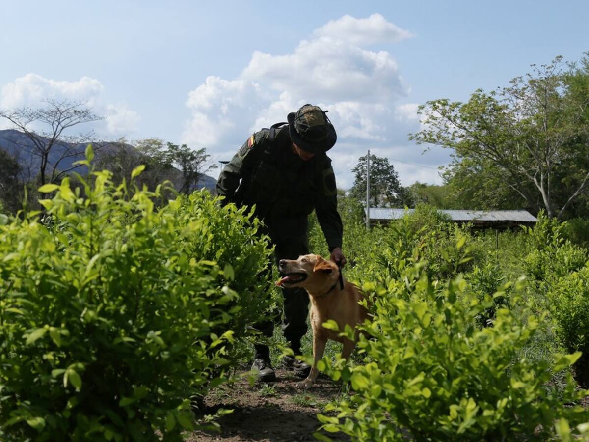¿Cuál es el futuro de la erradicación de los cultivos ilícitos?