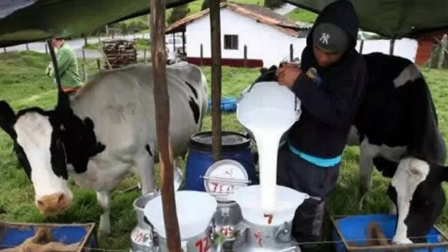 Ganaderos de Norte de Santander manifiestan preocupación por importación de leche. Foto: Colprensa