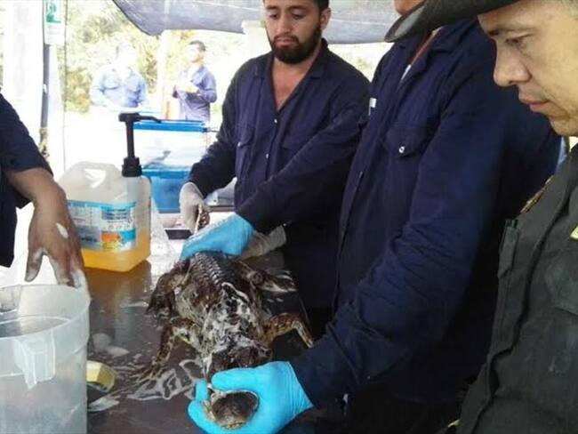 Animales limpiados. Foto: