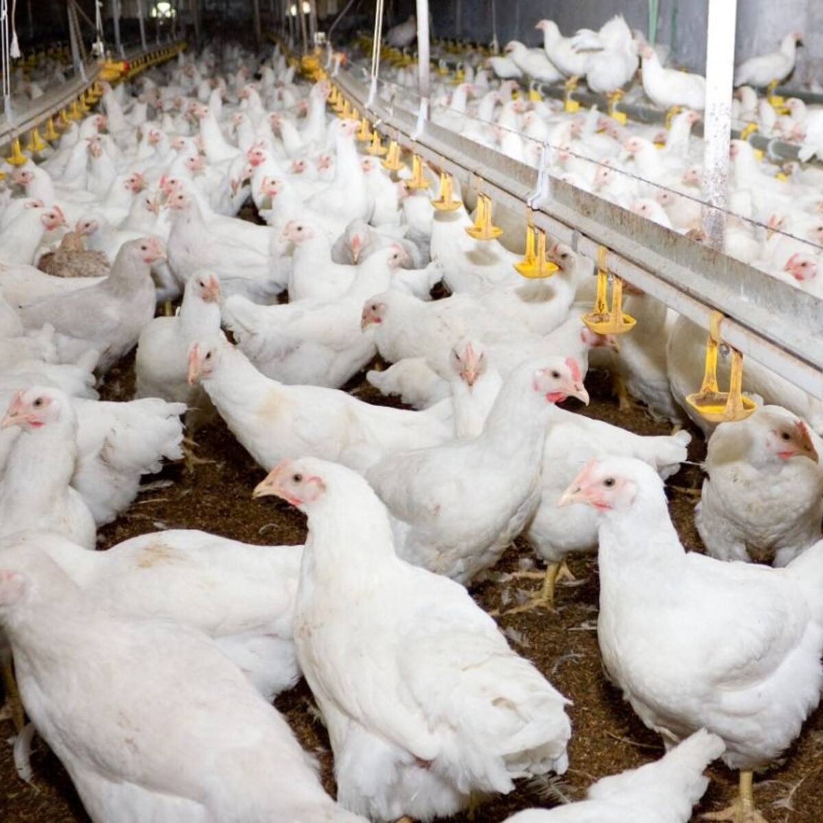 ICA confirmó presencia de influenza aviar en aves de traspatio en Ponedera, Atlántico