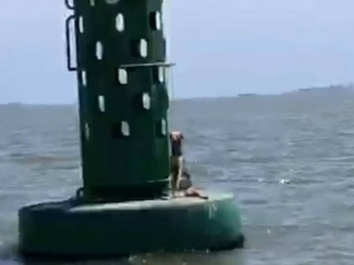 Autoridades en Cartagena rechazan caso de maltrato animal en la bahía