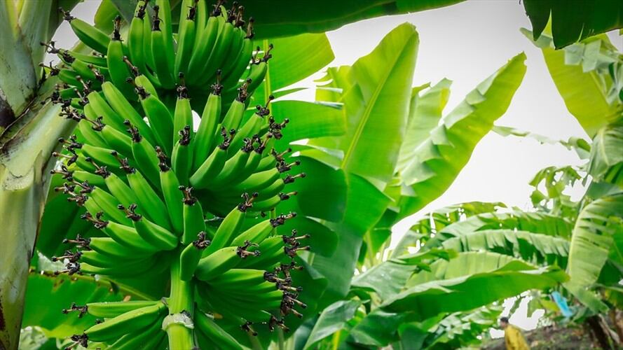 El Ica reforzó medidas para prevenir presencia de plaga Fusarium Raza 4 Tropical. Foto: Colprensa