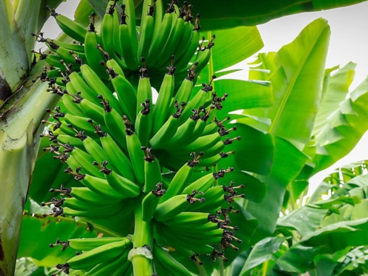 El Ica reforzó medidas para prevenir presencia de plaga Fusarium Raza 4 Tropical