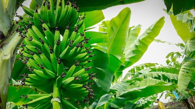 El Ica reforzó medidas para prevenir presencia de plaga Fusarium Raza 4 Tropical. Foto: Colprensa