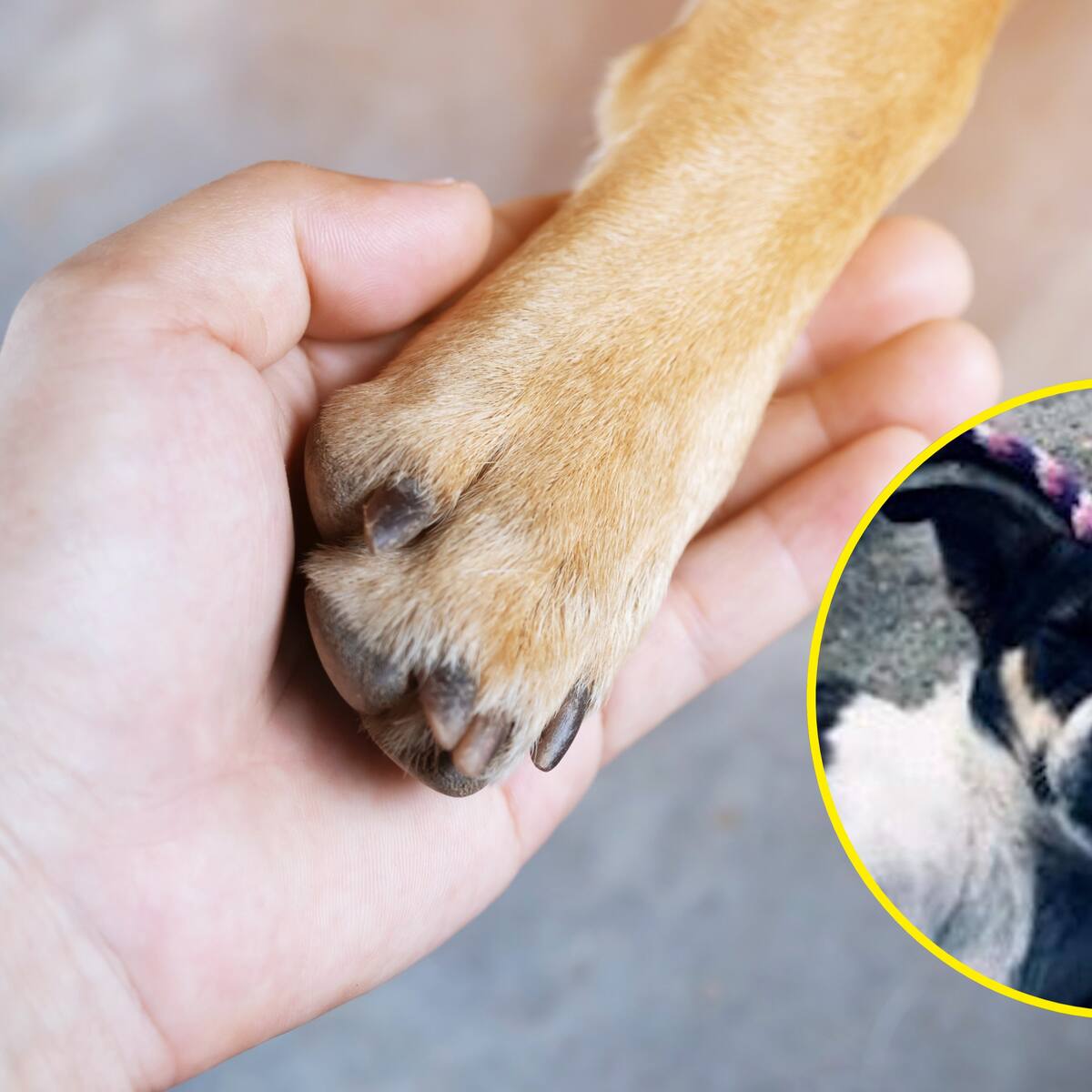 Mujer habría lanzado el perro de su exnovio desde el piso 12 de un edificio para vengarse