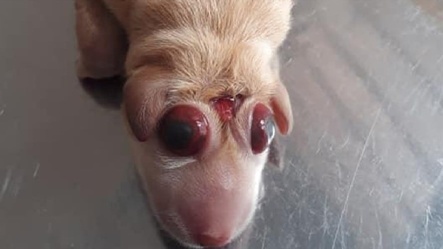 En las últimas horas se conoció que un perro nació con anencefalia, enfermedad que causa que el cerebro no se desarrolle completamente y su cabeza se vea deforme. Foto:Cortesía.