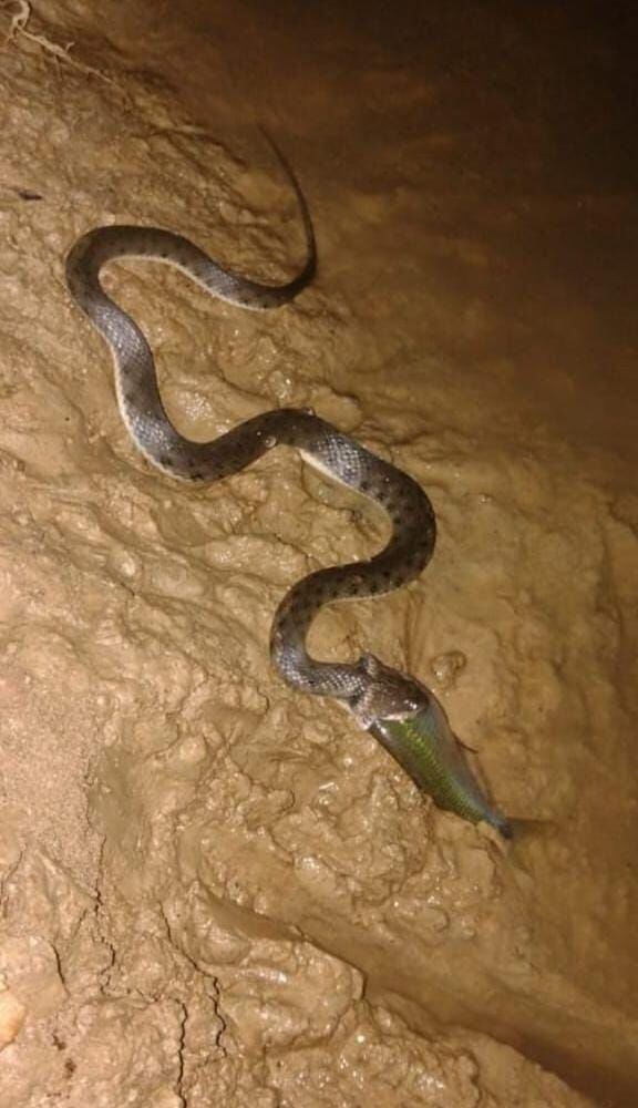 Serpientes Ayapel, Córdoba. Foto: cortesía JAC Sincelejito.