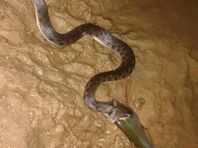 Las inundaciones han incrementado la aparición de serpientes en hogares de Ayapel, Córdoba. Foto: cortesía JAC Sincelejito.