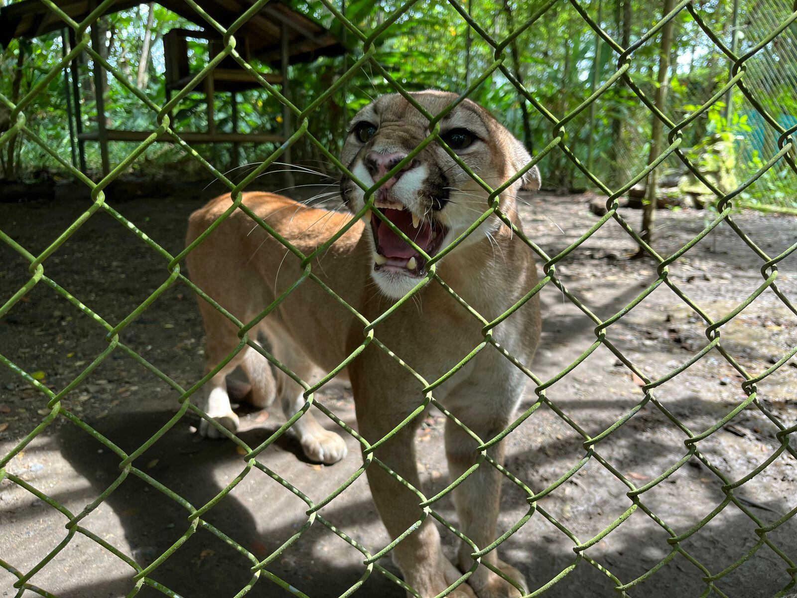 Montería: Procuraduría pidió apoyo a Fuerza Aérea para reubicar a tres ejemplares felinos. Foto: Procuraduría.