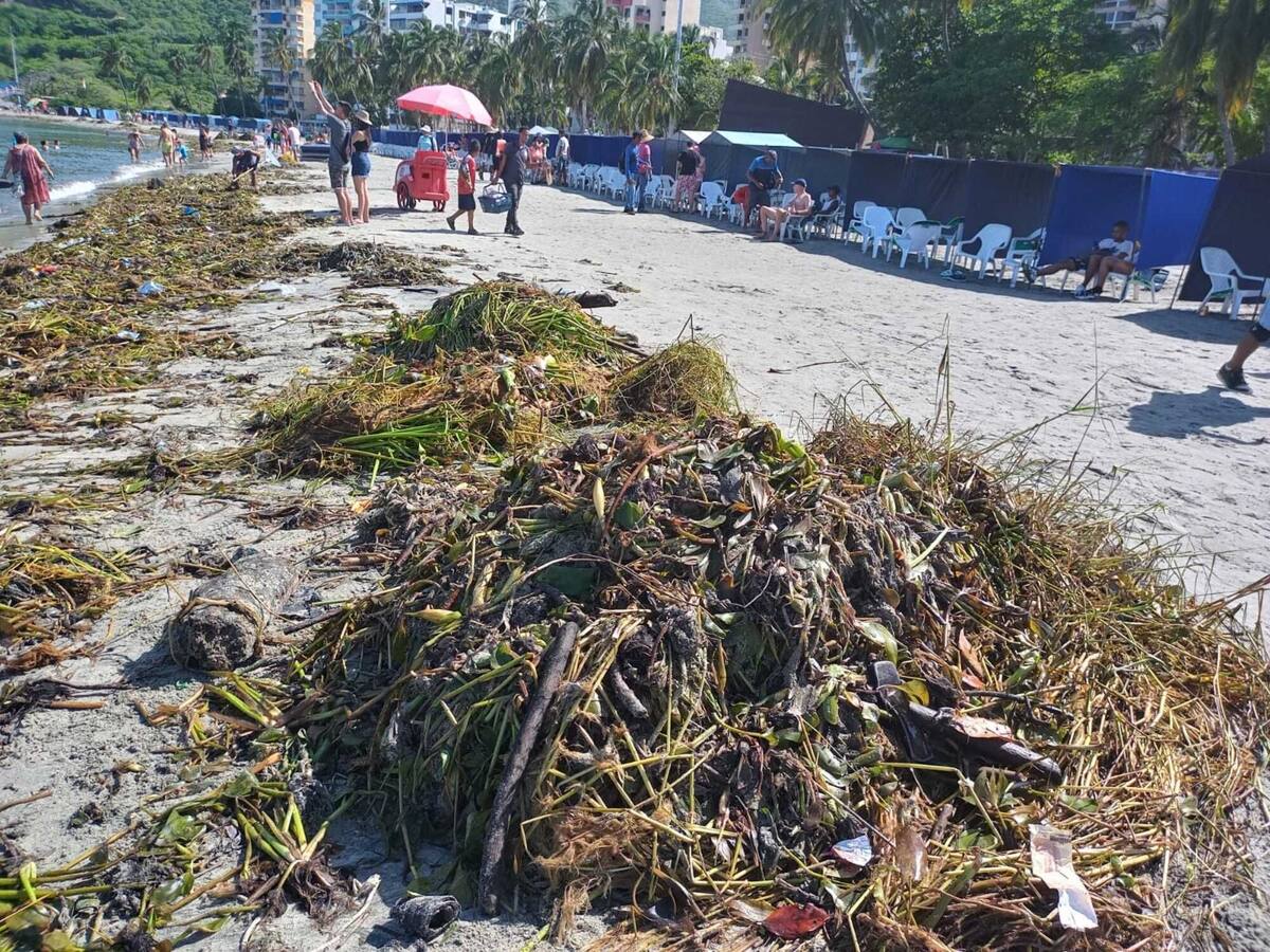 Bañista fue mordida por una serpiente en playas de Santa Marta