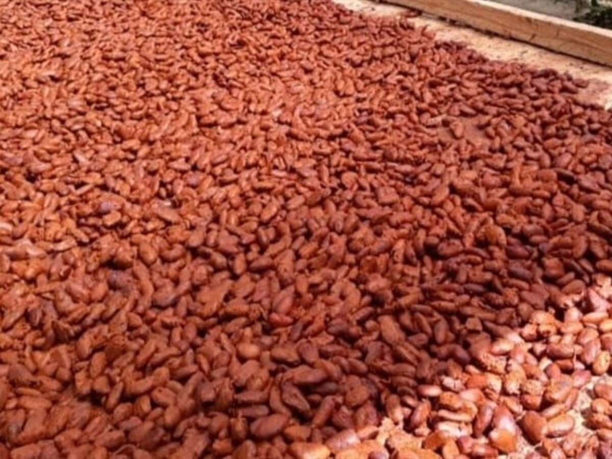 Cacao de San Pablo de Borbur representará al país en el Salón del Chocolate en París