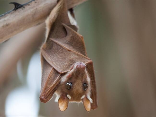 Carlos Zambrana, ecólogo que pertenece al estudio, advirtió que no se debe culpar a los murciélagos por la pandemia actual. Foto: Getty Images