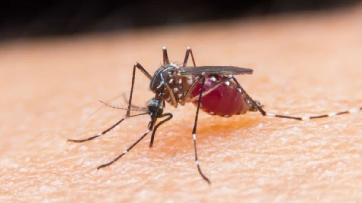 Alertan brote de dengue en Risaralda debido a la temporada de lluvias
