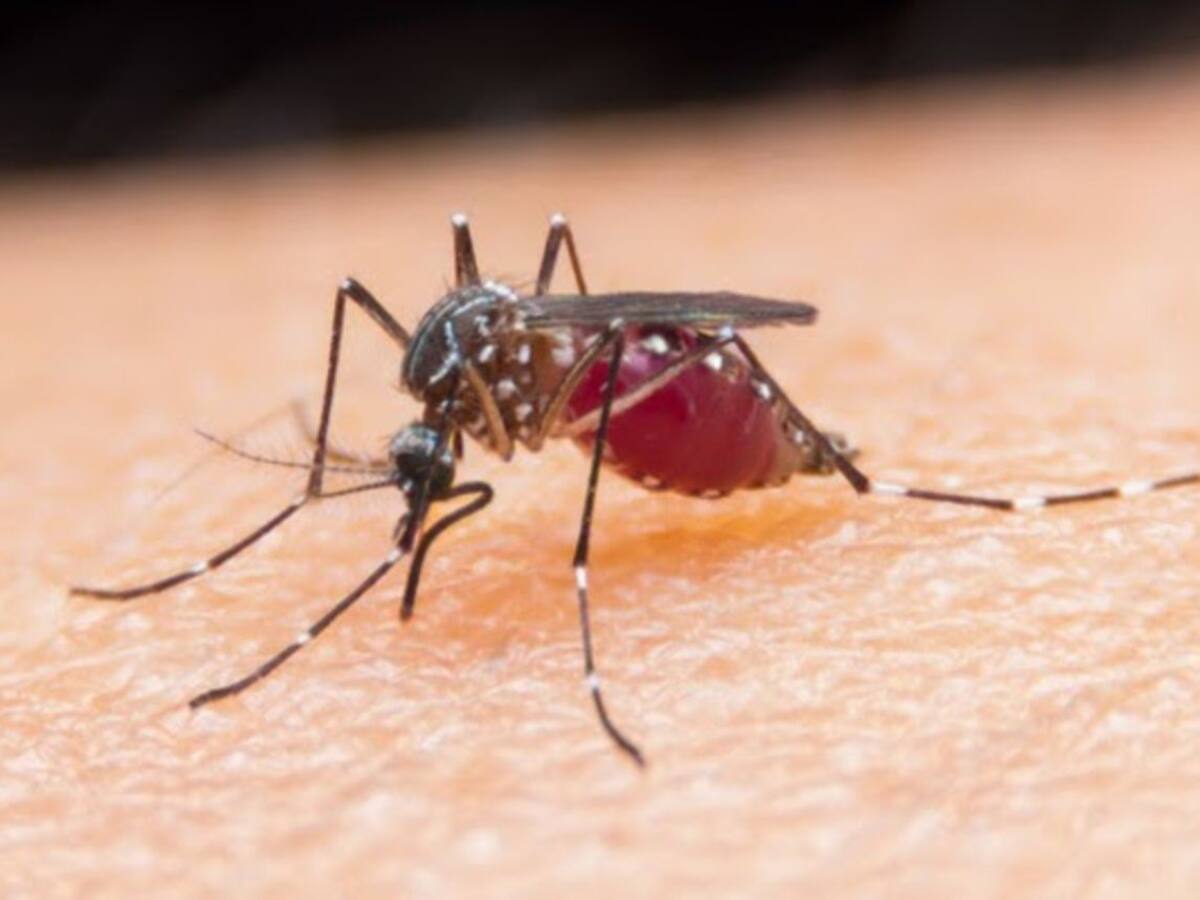 Alertan brote de dengue en Risaralda debido a la temporada de lluvias