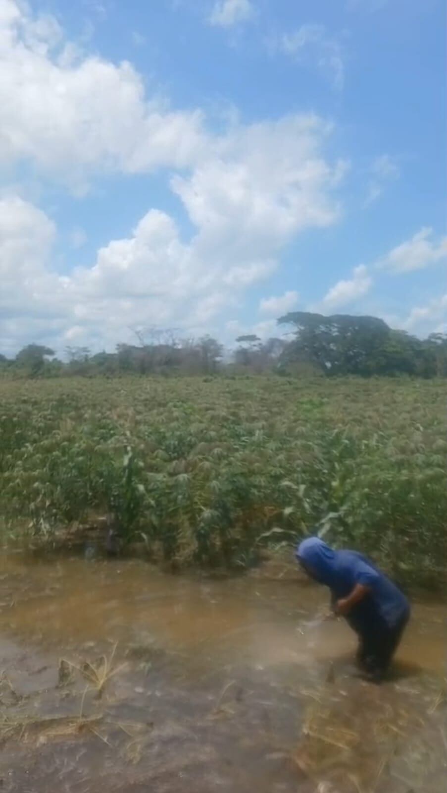 Cultivo de yuca bajo el agua/ Cortesía