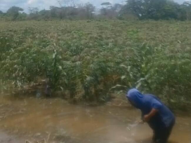 Cultivo de yuca bajo el agua/ Cortesía