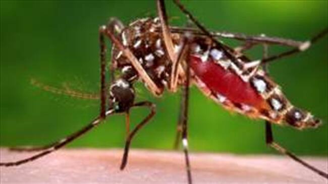 El mosquito Aedes aegypti que transmite el virus del zika, la fiebre amarilla y el chikungunya, también podría ser un vector para mayaro. Foto: Reuters, tomada de BBC Mundo