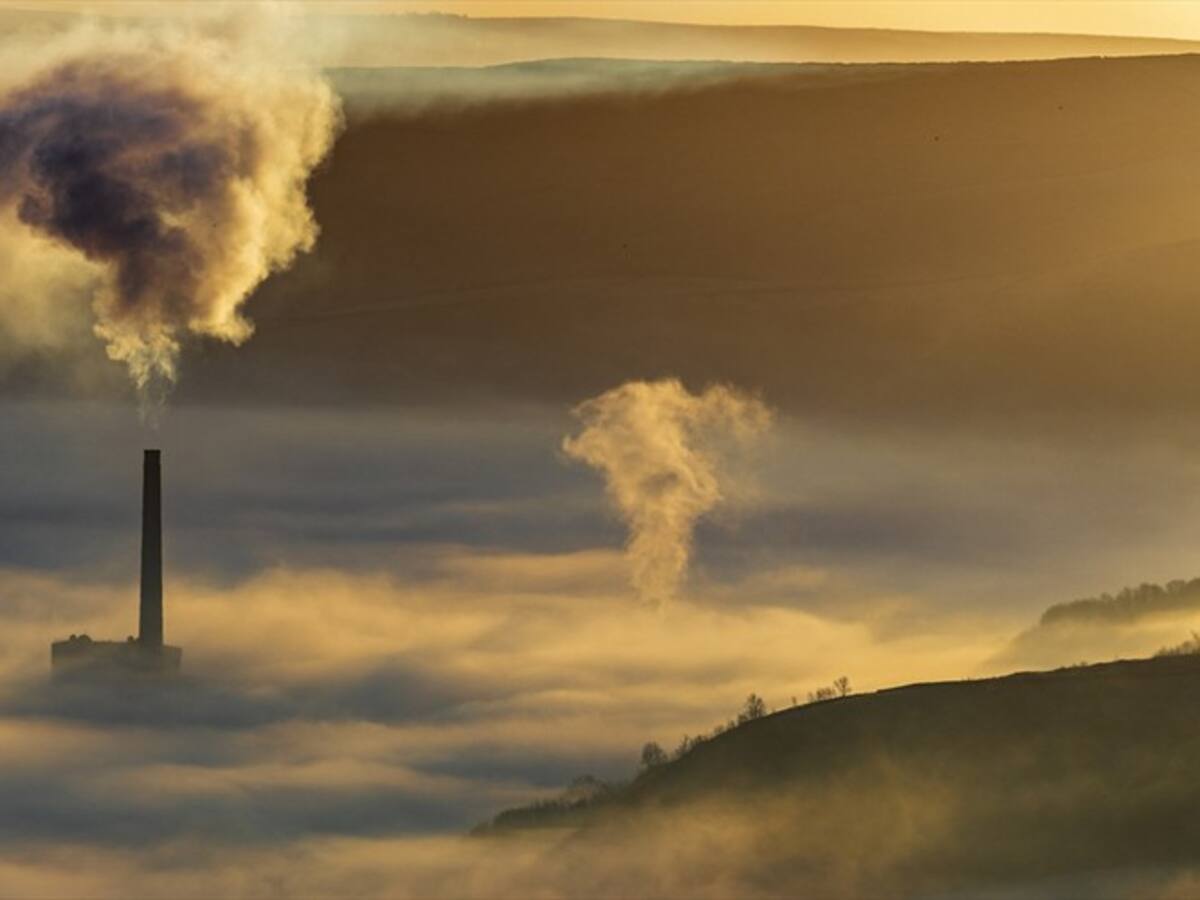 Las plantas podrían reducir a la mitad su capacidad de absorber emisiones de Co2