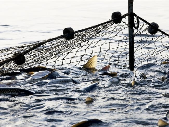 “Seaspiracy”, el documental que habla del impacto de la pesca en el medio ambiente