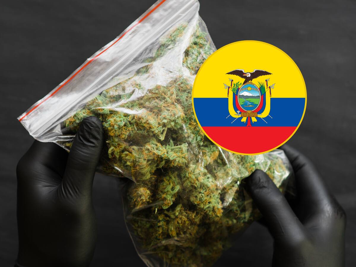 Decomisaron en Ecuador media tonelada de marihuana que provenía de Colombia