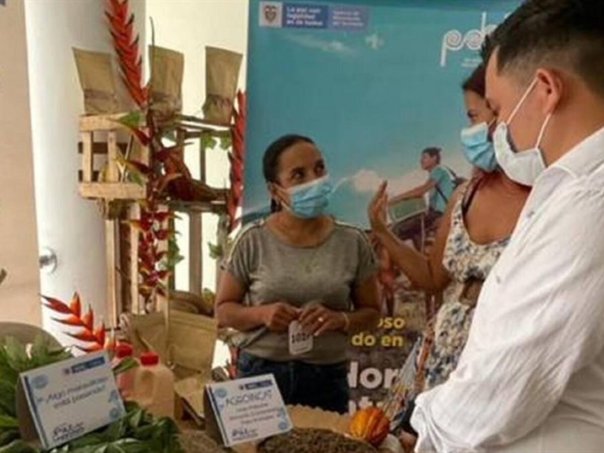 Avanza el programa PNIS para la sustitución de cultivos ilícitos en el Catatumbo