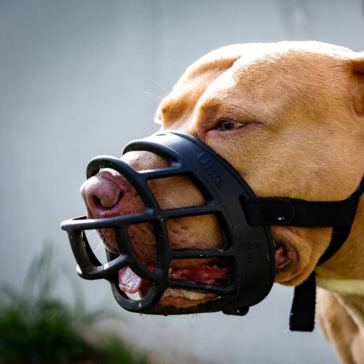 ¿Cuál es la multa por no ponerle bozal a un perro clasificado como “potencialmente peligroso”?