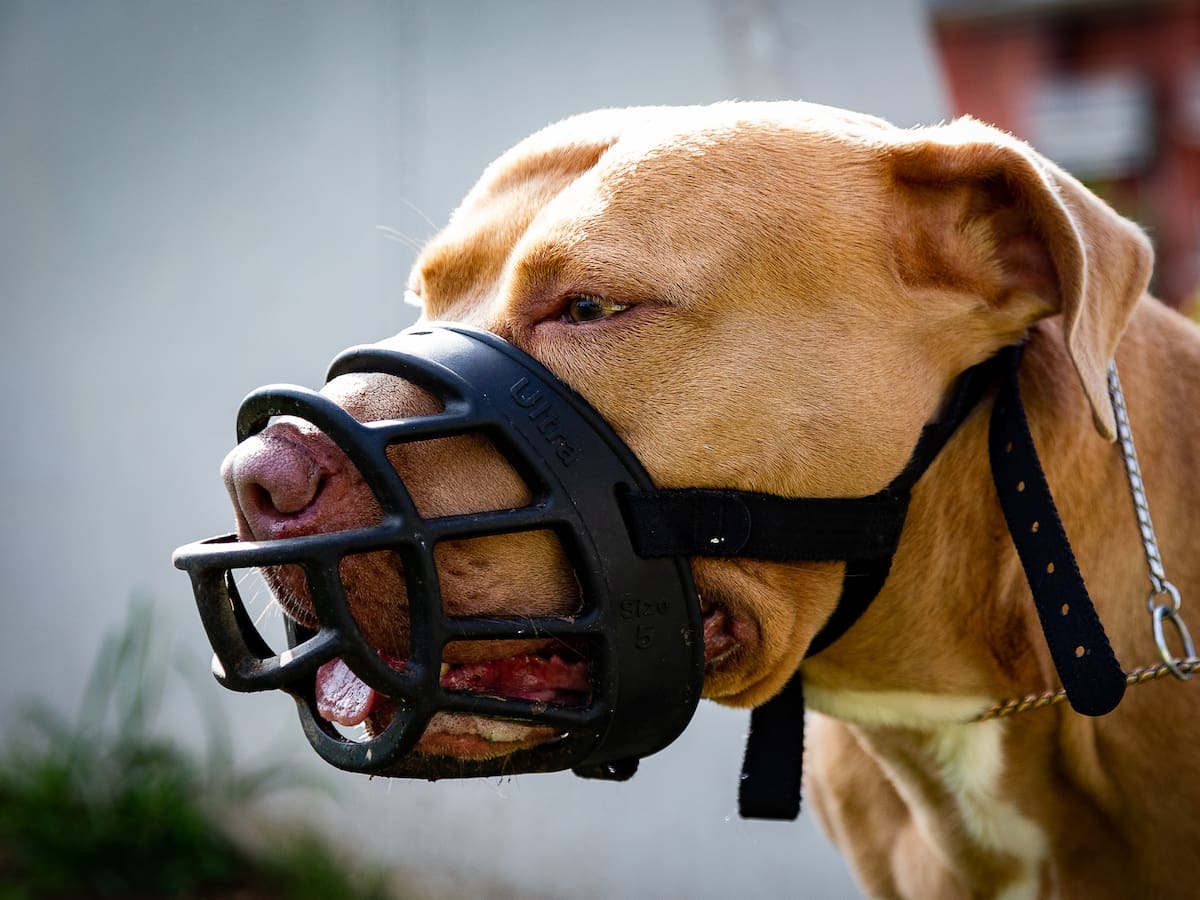 ¿Cuáles son los perros clasificados de “manejo especial” en Bogotá? Así debe registrarlos: link