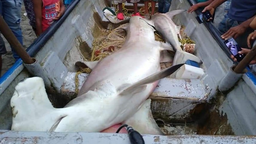 Tiburón martillo habría muerto tras pesca incidental en Los Córdobas. Foto: cortesía.