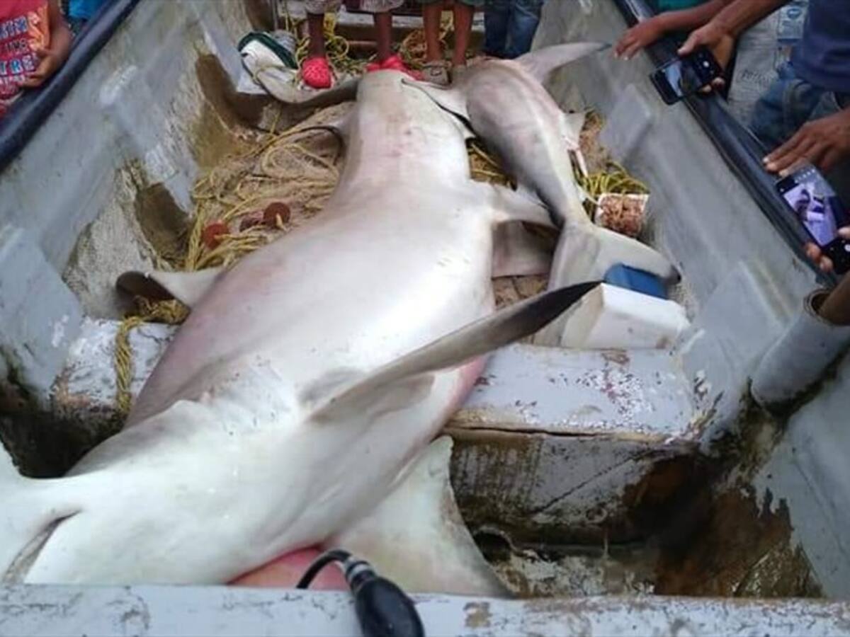 Tiburón martillo habría muerto tras pesca incidental en Los Córdobas